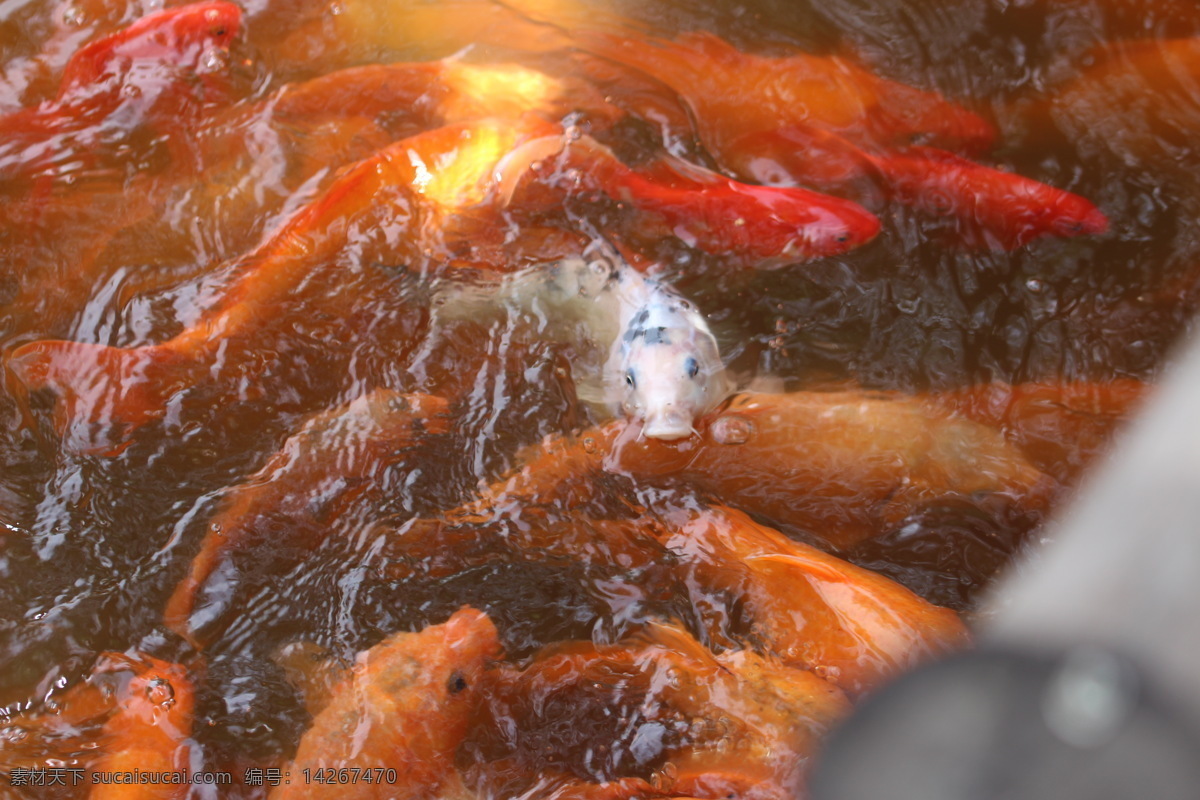 金鱼 吃食 生物世界 鱼类 金鱼吃食 鱼吃食 鱼群吃食 公园喂鱼 公园鱼吃食 白色金鱼 白色鱼 水中鱼