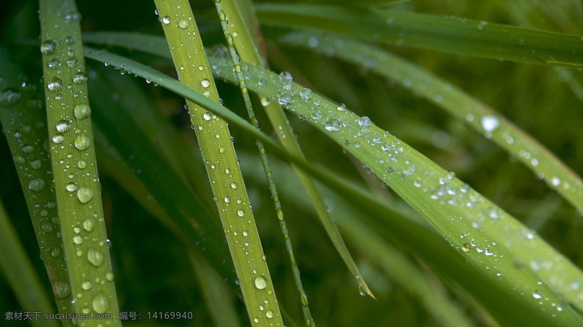 高清壁纸 壁纸图片 壁纸 绿色 露水 露珠 花草 生物世界