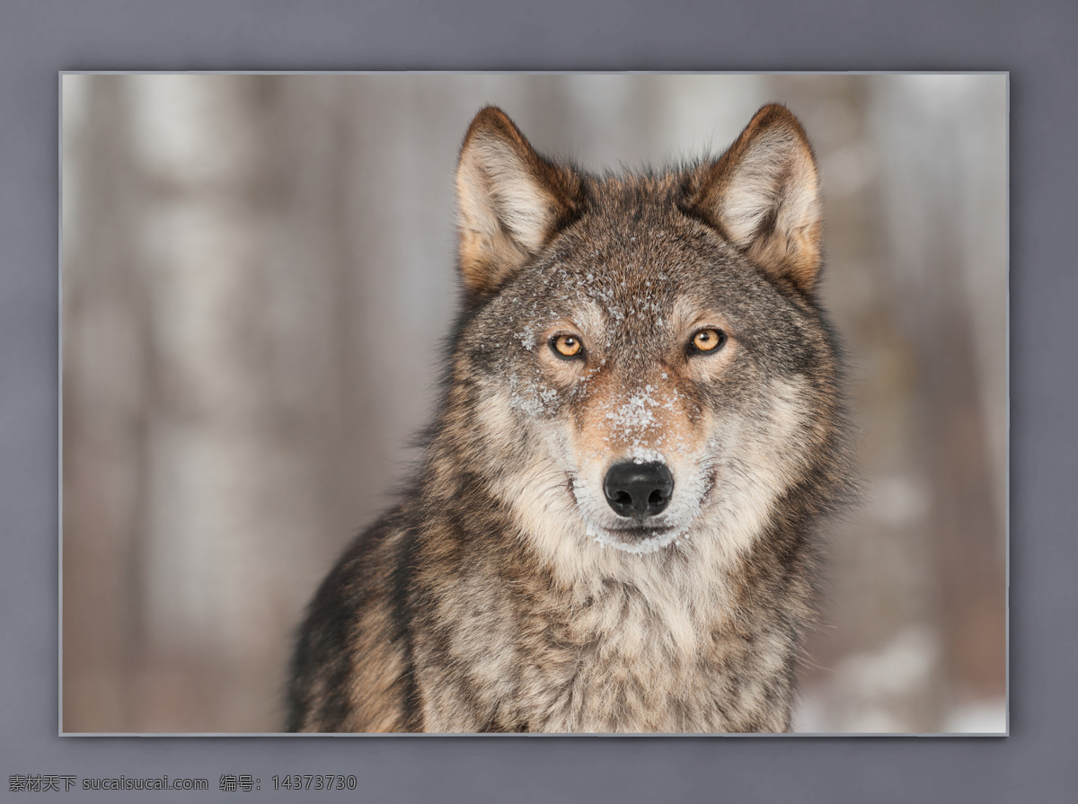 灰狼 大灰狼 挂画 海报 动物 野生动物 野狼 生物 狼背景 狼摄影 摄影动物狼
