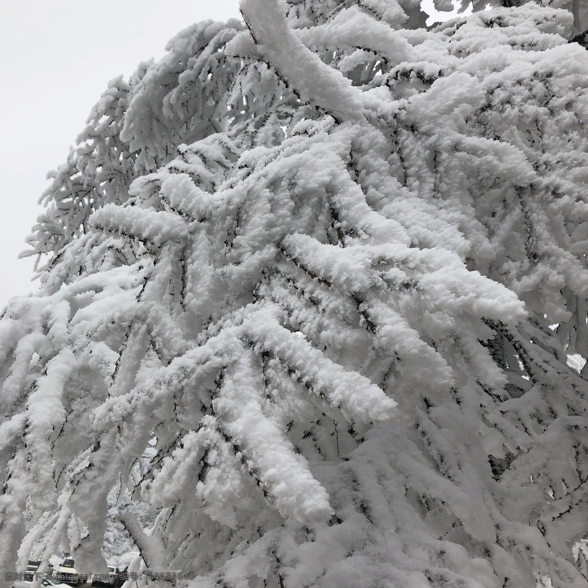 仙女山雪景 树枝积雪 仙女山 雪景 雪景细节图 树 积雪 白雪皑皑 旅游摄影 国内旅游