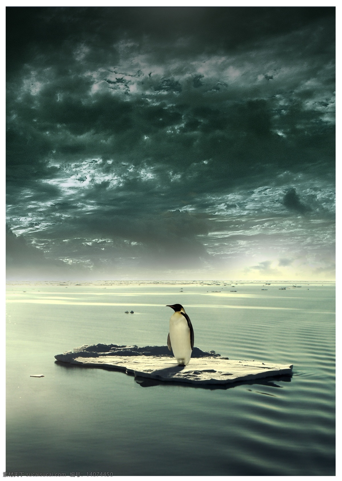 保护 南极 企鹅 创意 创意海报设计 酷炫背景 活动宣传海报 底图 底纹