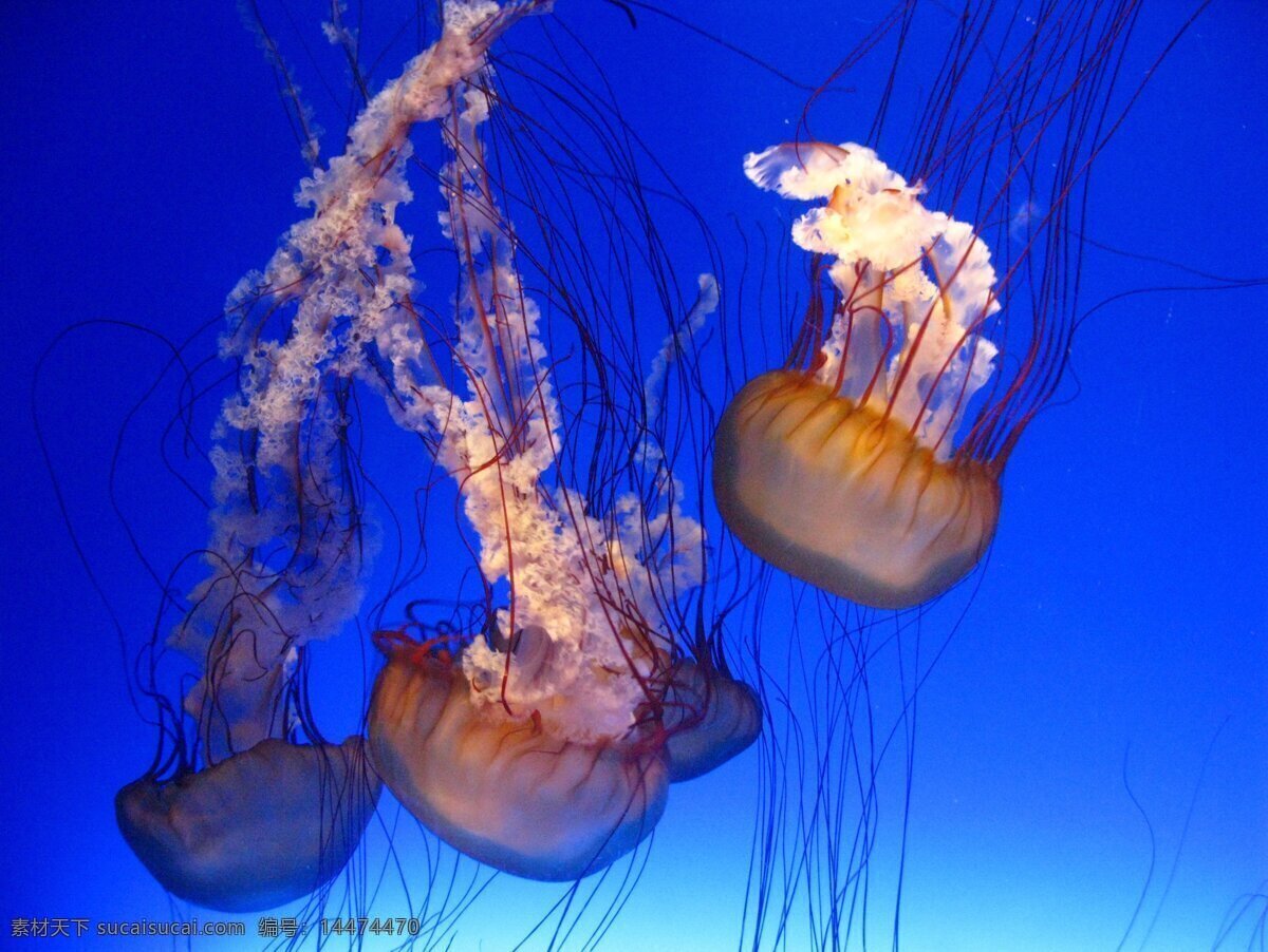 水母 香港海洋公园 美景 蓝色 生物 生物世界 海洋生物