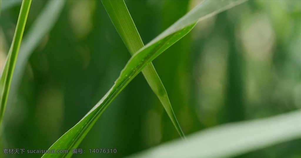 实拍 绿叶 特写 镜头 叶子 植物 绿色 虚化 多媒体 实拍视频 动物植物 mp4