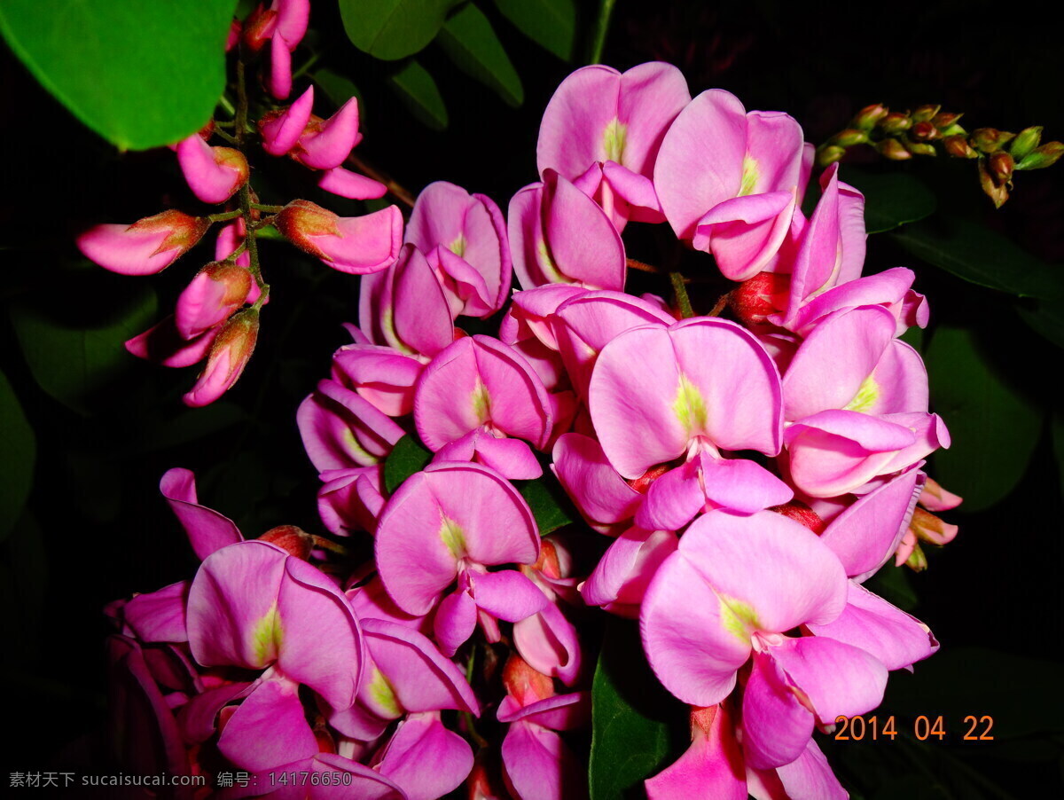 红槐花 红 槐花 夜色 下 红花 红色 花朵 绿叶 观赏植物 花草 生物世界 黑色