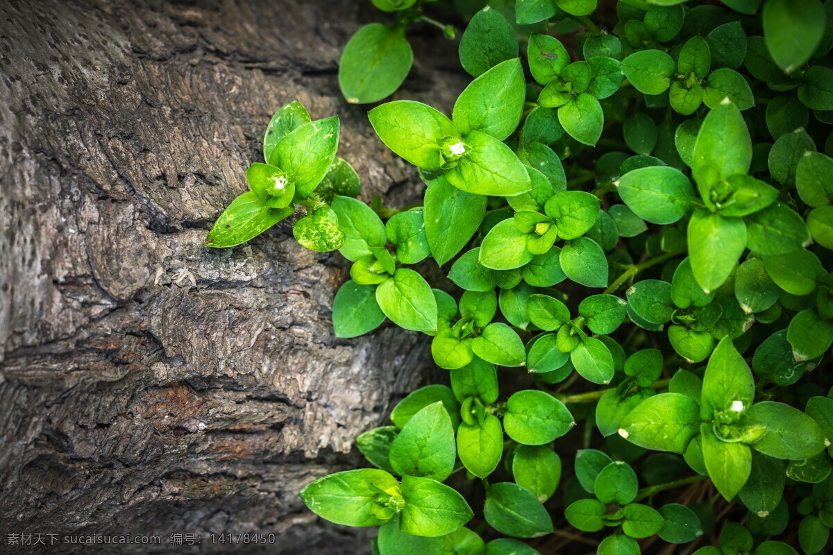 清新 绿色 花草 植物 小清新 清新植物 叶子 绿叶 嫩叶 绿色植物 石壁 岩石 墙壁 植物叶子