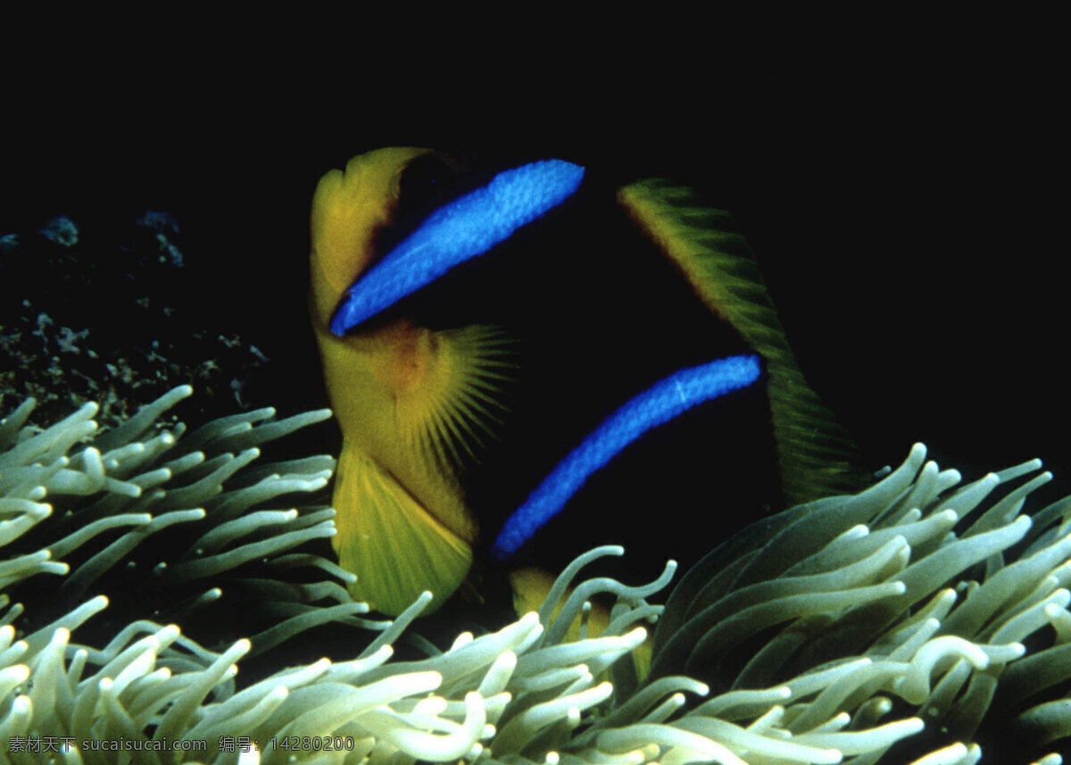 鱼类 海洋 珊瑚 生物世界 野生动物