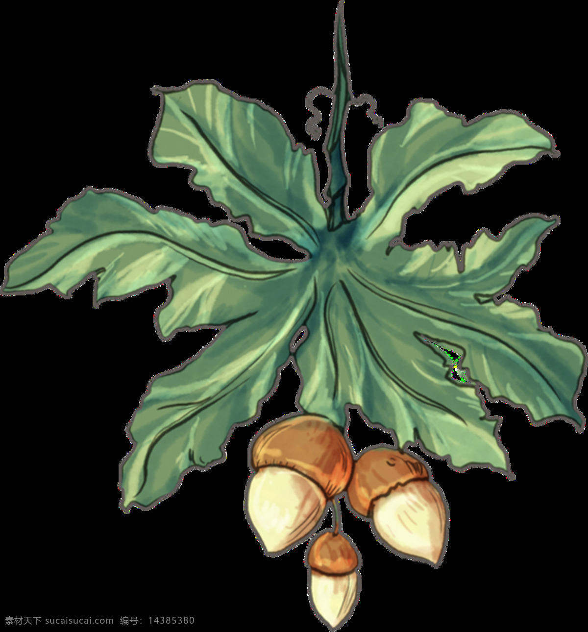 手绘 松子 植物 画 装饰 图案 绿叶 松果 叶子