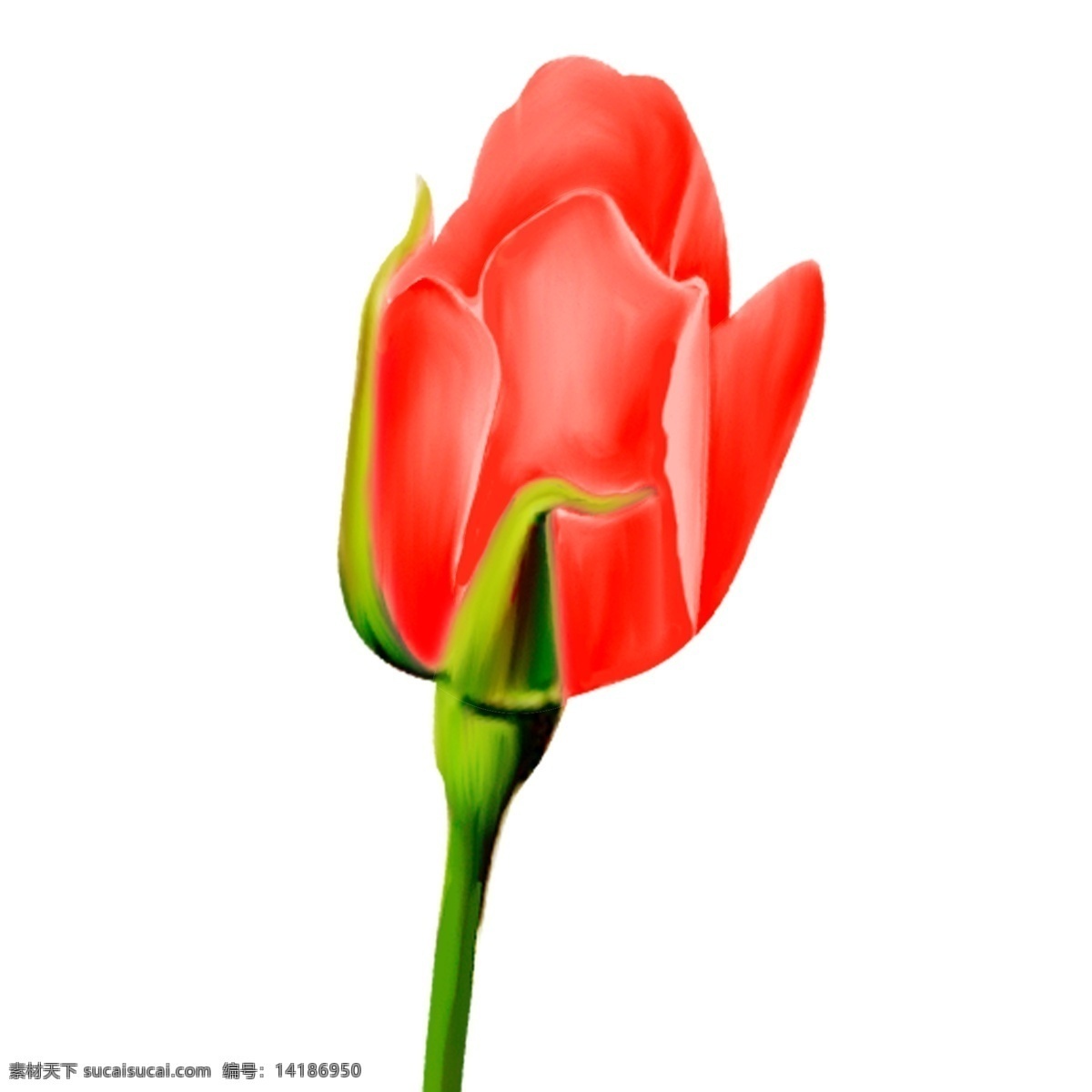 手绘 红玫瑰 花苞 植物 元素 手绘花 红玫瑰花苞 春天元素 玫瑰花