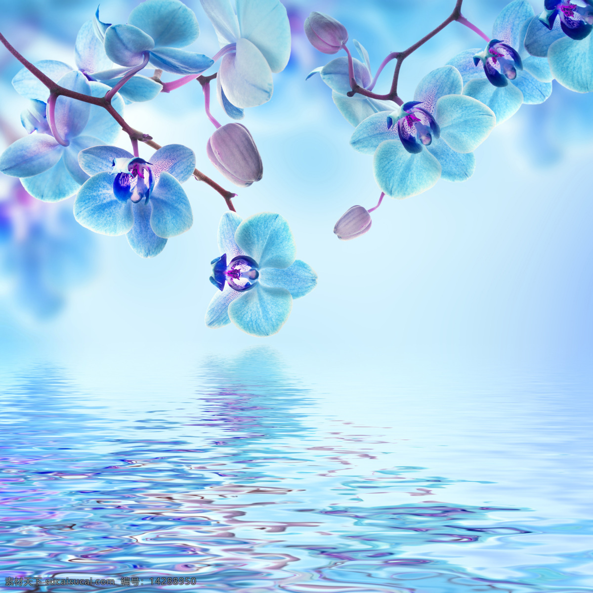 水面 上 蓝色 花朵 水纹 植物 花卉 鲜花 花草树木 生物世界