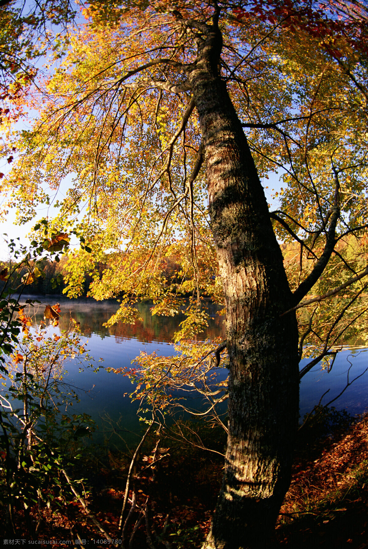 秋天 背景图片 秋天风景 秋景 秋天色彩 机叶 叶子 树木 生态环境 野外 自然 自然生态 植物 户外 清新 自然风景 自然景观 湖泊 倒影 花草树木 生物世界