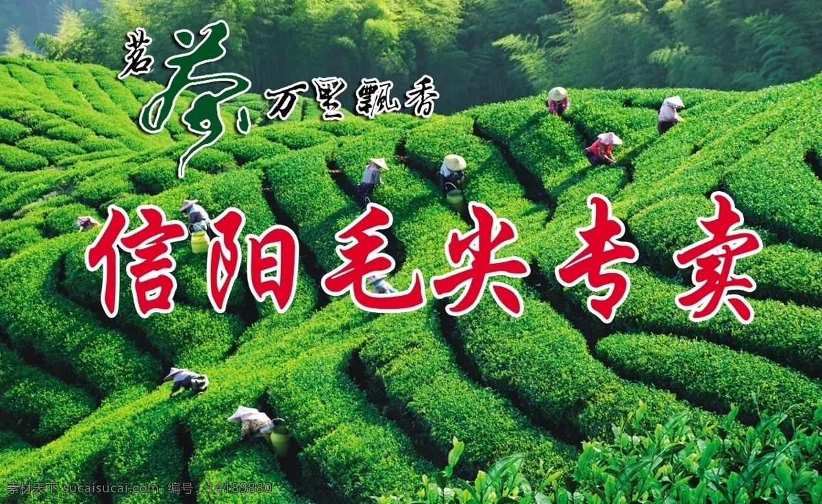 茶山采茶背景 茶山 采茶 绿色背景 信阳毛尖 毛尖专卖 茶叶背景 茶叶形象墙 茶农采茶