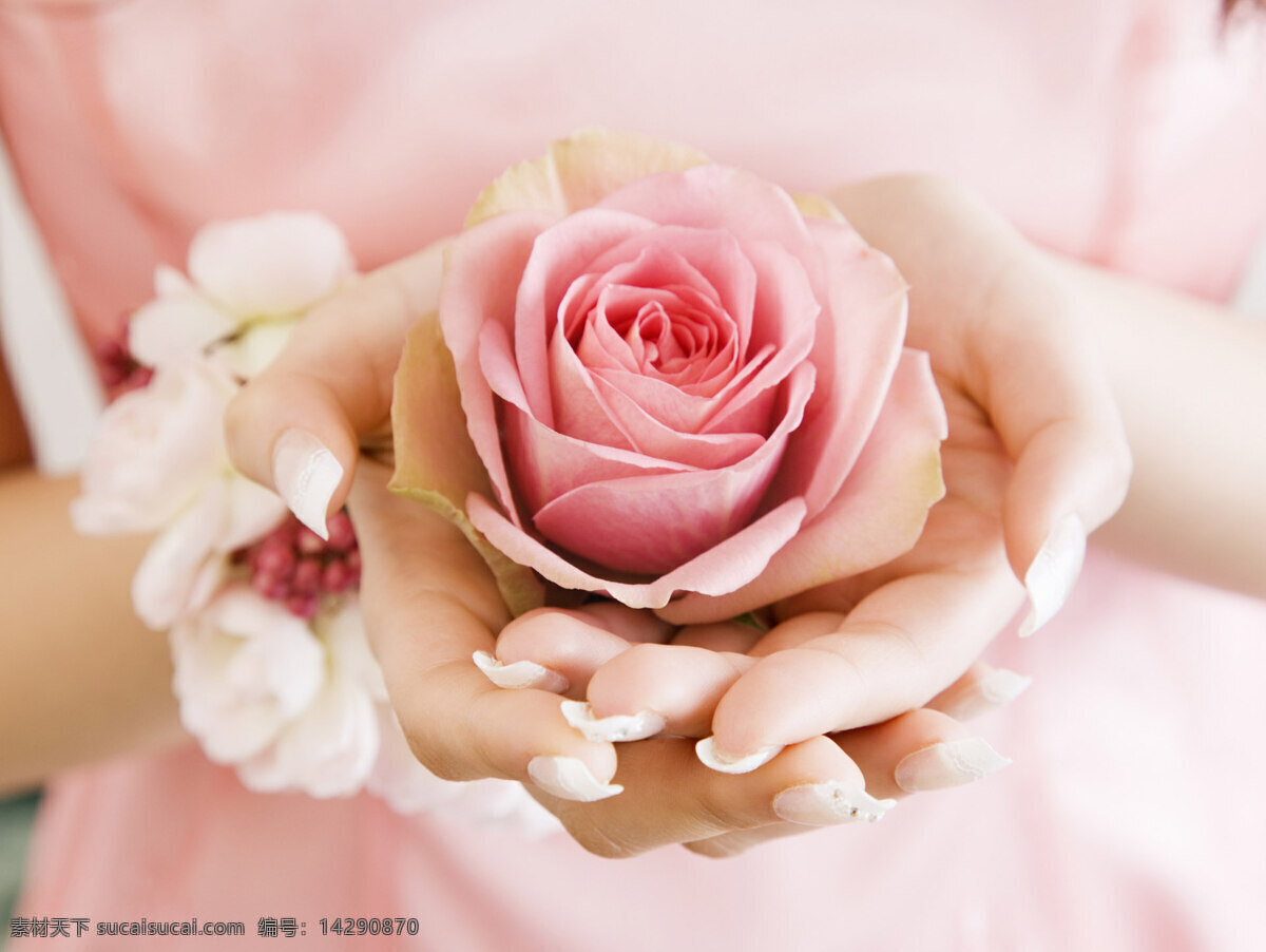 双手捧花 玫瑰花 粉红色 双手捧着 手带花环 浪漫 唯美 人物图库 女性女人