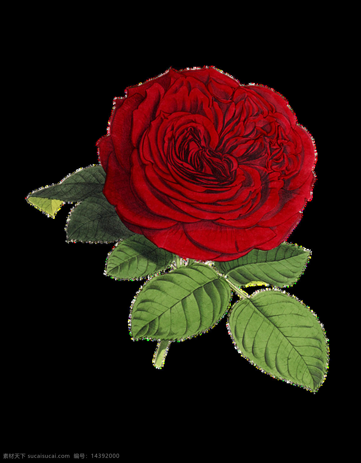 玫瑰图片 玫瑰 白玫瑰 红玫瑰 蓝玫瑰 玫瑰花 黄玫瑰 鲜花 花朵 花 植物 花瓣 花卉 png图 透明图 免扣图 透明背景 透明底 抠图 生物世界 花草