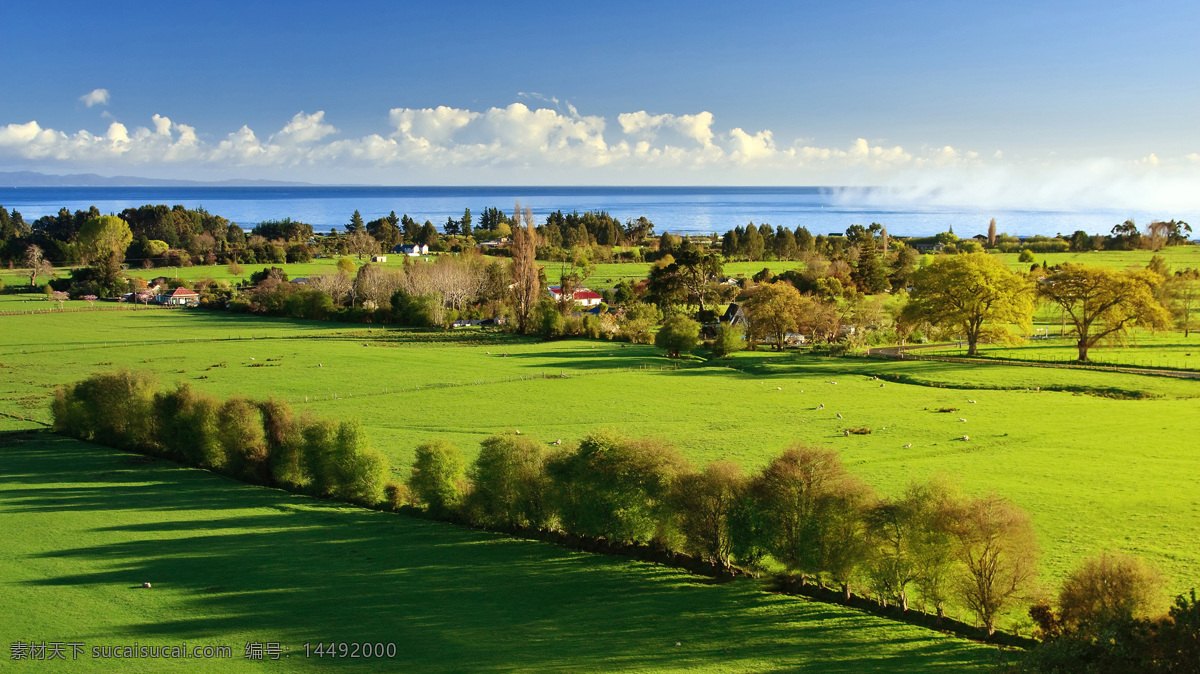 新西兰 海边 草原 牧场 奶牛 蓝天白云 绿色自然 自然风景 旅游摄影