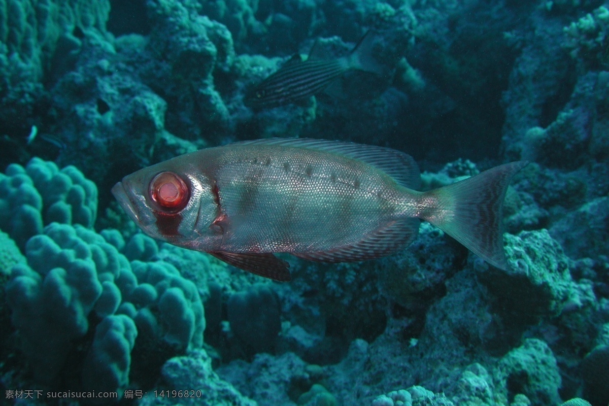 深海 观赏鱼 海底 海洋 海洋生物 生物世界 小鱼 鱼类 深海观赏鱼