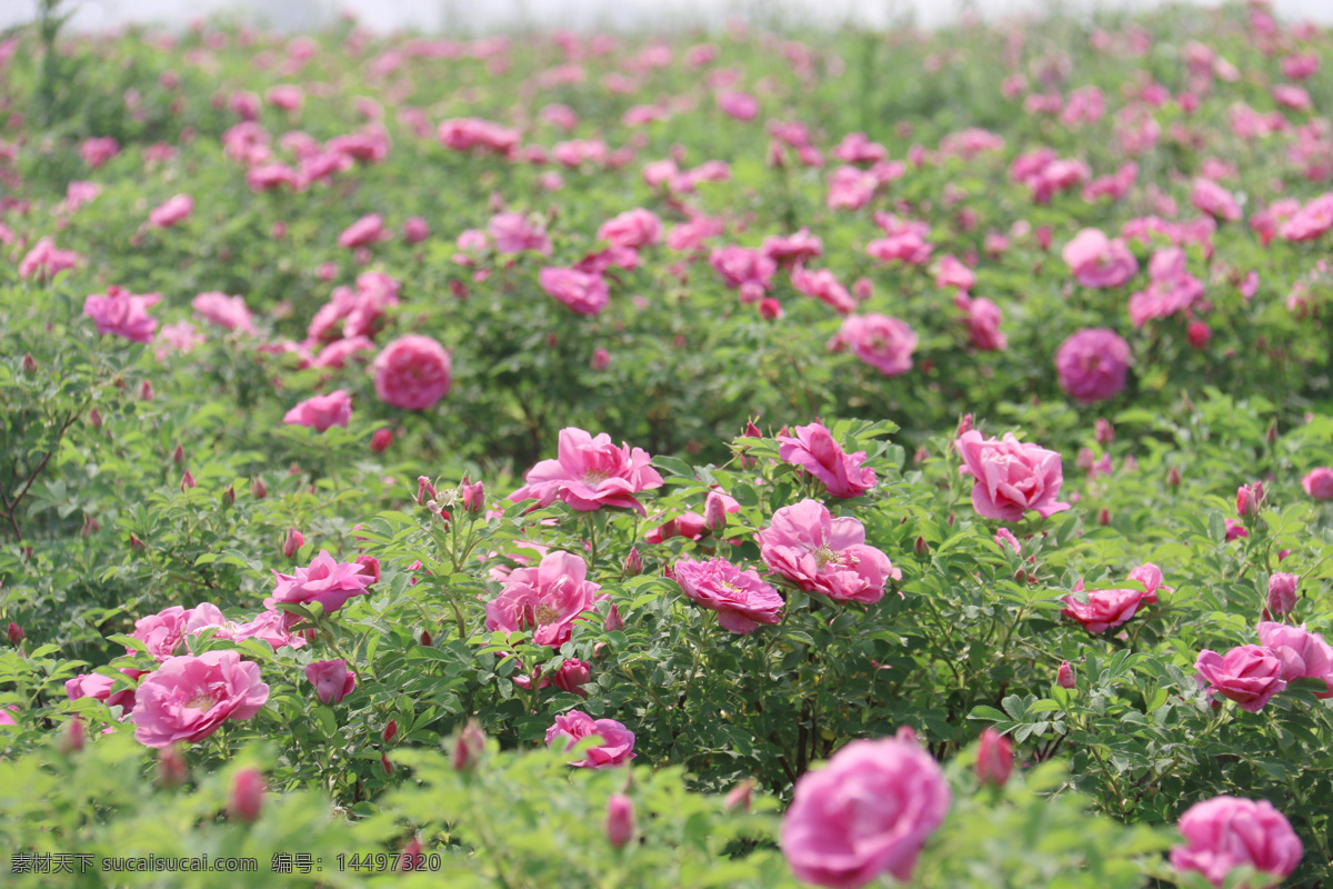 玫瑰园 玫瑰 玫瑰花 花海 花园 食用玫瑰 生物世界 花草