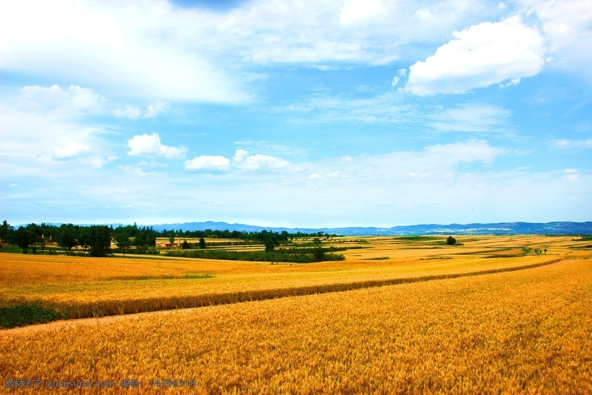 麦田 农村 麦地 麦子 小麦 田野 麦浪 粮食 庄稼 庄稼地 食物 田园风光 自然景观